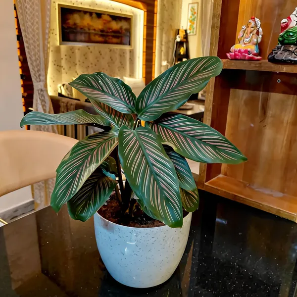 Calathea_Ornata_(Pinstipe_Calathea)