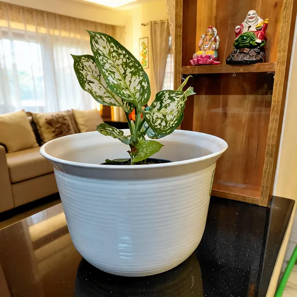 Aglaonema_Snow_White