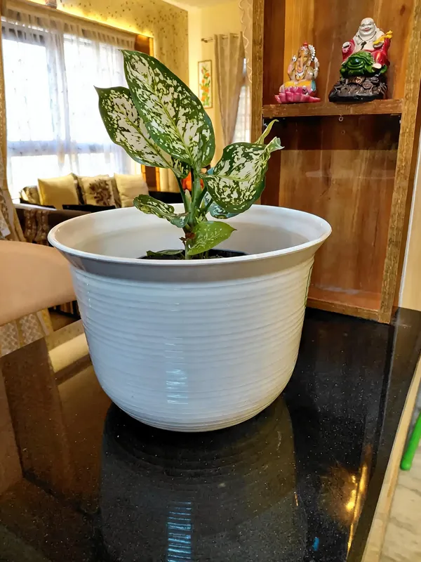 Aglaonema_Snow_White