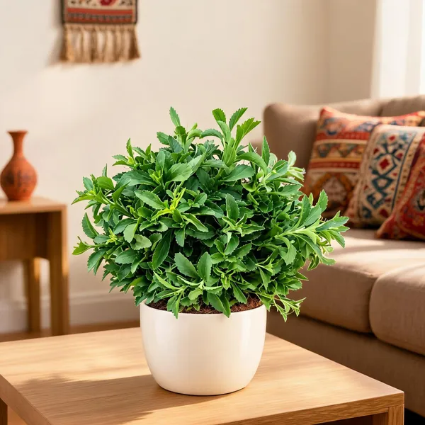 Stevia_-Meethi_Tulsi
