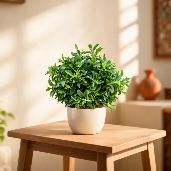 Stevia_-Meethi_Tulsi