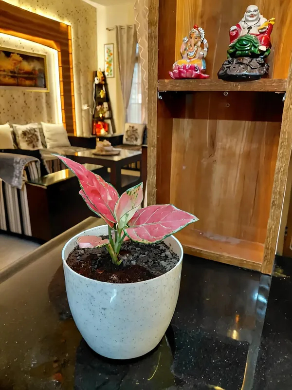 Aglaonema_Pink