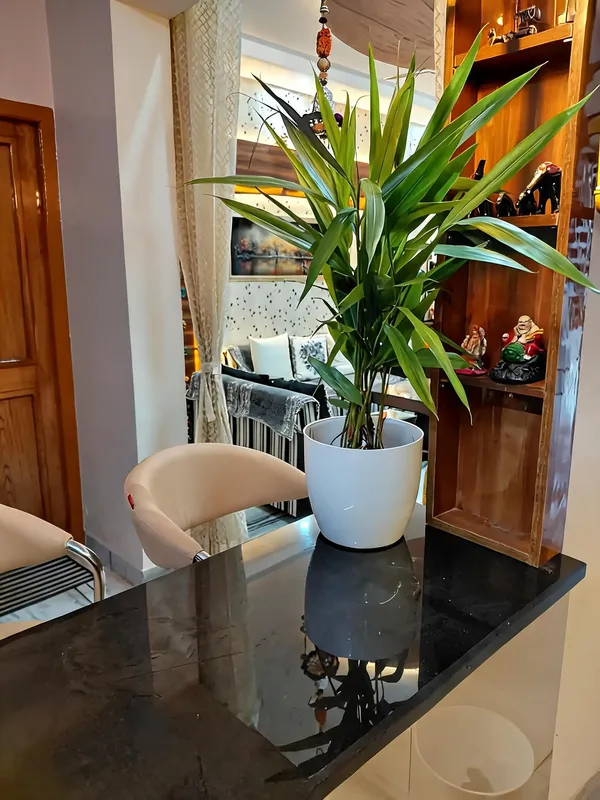 Choti_Elaichi_(Cardomom)