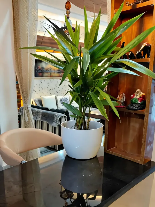 Choti_Elaichi_(Cardomom)