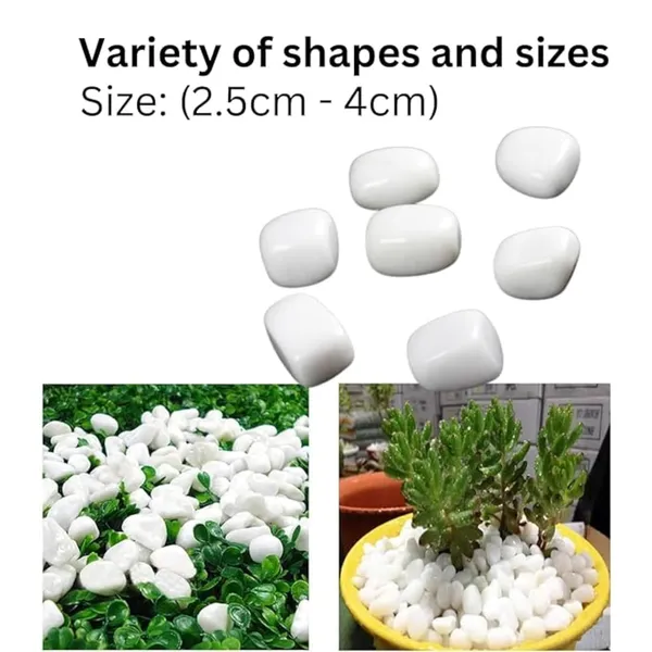 Vida_De_Jardin_Polished_White_Pebbles_Stones_for_Plant_pots,_Aquarium/Fish_Tank,_Decorations,_Garden,_Tables,_and_Home_Decor_(500g,_White_Stone)