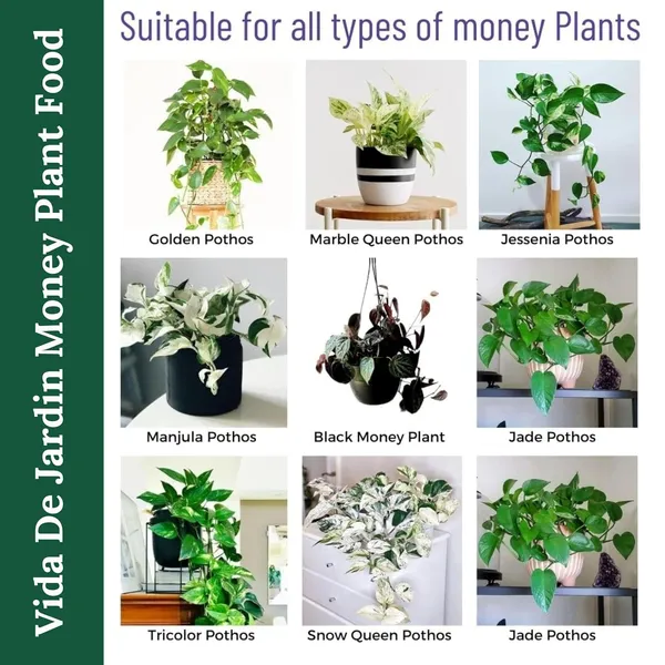 Vida_De_Jardin_Money_Plant_Essential_Organic_Plant_Food_Powder,_Heathier_Greener_And_Shinier_Leaves_For_Indoor_And_Outdoor_Gardening_(900_gram)