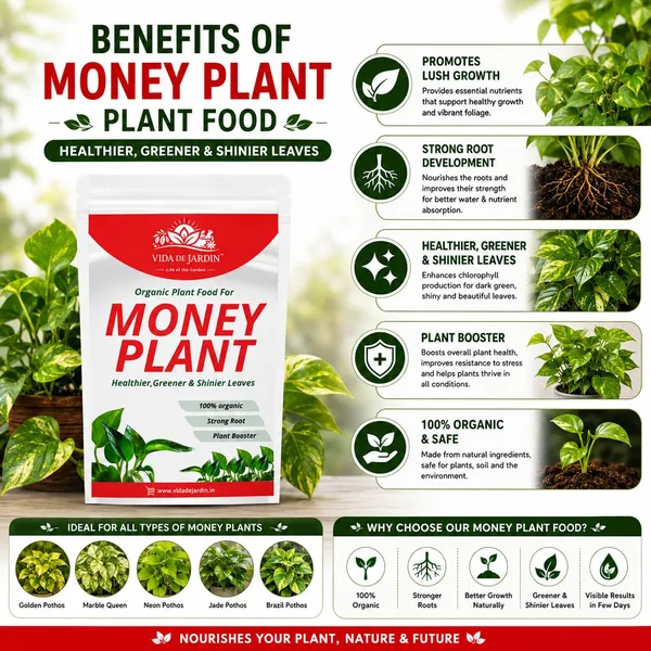Vida_De_Jardin_Money_Plant_Essential_Organic_Plant_Food_Powder,_Heathier_Greener_And_Shinier_Leaves_For_Indoor_And_Outdoor_Gardening_(900_gram)