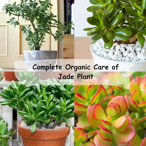 Vida_de_Jardin_Organic_and_Natural_Jade_Plant_Fertilizer,_Fast_Growth,_Ready_to_Use_&_Jade_Good_Luck_Feng_Shui_Plant_Booster_|_900_Grams