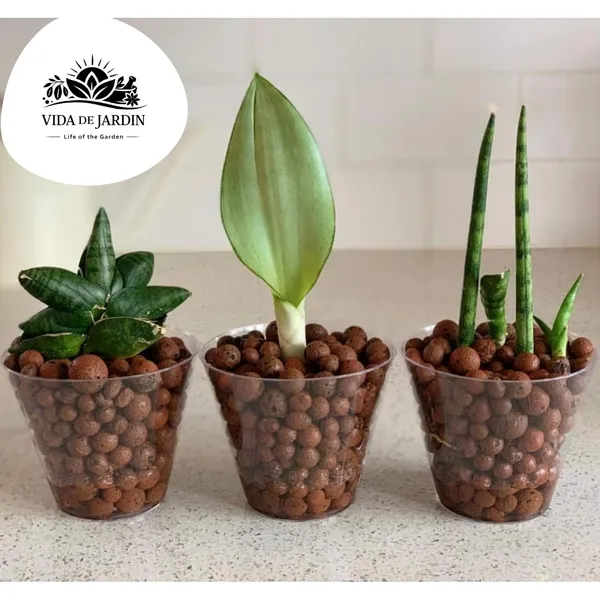 Vida_de_Jardin_Clay_Balls,_Hydrotons,_Lightweight_Expanded_Clay_Aggregate_Leca_(Fly_Ash)_for_Hydroponics,_Aeroponics&_Aquaponics_800g_:_Approx._3-4_Litre
