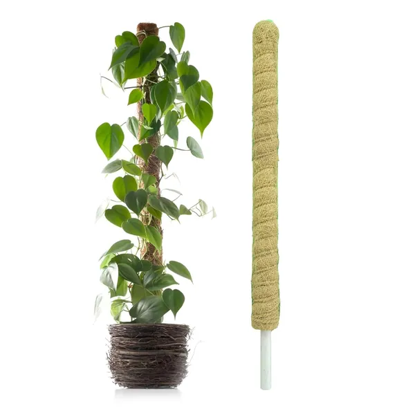 VIDA_DE_JARDIN_Natural_Moss_Stick_for_Climbing_Plants,_Strong_Support_for_Money_Plant,_Monstera,_Pothos,_Indoor_Outdoor_Use,_Manual,_50_Grams_(2,_3_Feet)