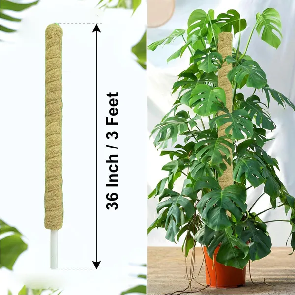 VIDA_DE_JARDIN_Natural_Moss_Stick_for_Climbing_Plants,_Strong_Support_for_Money_Plant,_Monstera,_Pothos,_Indoor_Outdoor_Use,_Manual,_50_Grams_(2,_3_Feet)