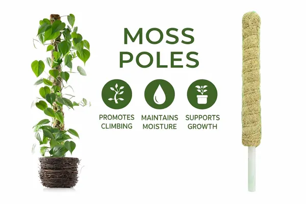 VIDA_DE_JARDIN_Natural_Moss_Stick_for_Climbing_Plants,_Strong_Support_for_Money_Plant,_Monstera,_Pothos,_Indoor_Outdoor_Use,_Manual,_50_Grams_(2,_3_Feet)