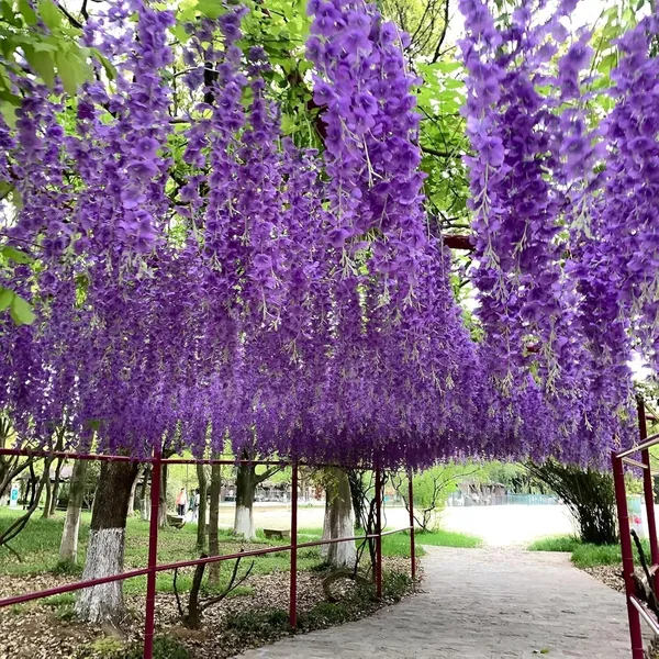 Plastic_Decorative_Purple_Blossom_Artificial_Hanging_Flower_Vine_(Pack_Of_4)