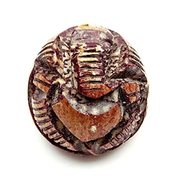 Natural_Astro_Sadhguru_Supari_Betel_Nut_Carved_Ganesha_Idol