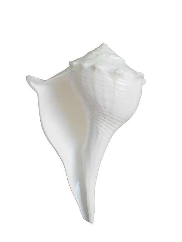 Natural_Dakshinavarti_Conch_Shell_For_Puja_And_Vastu