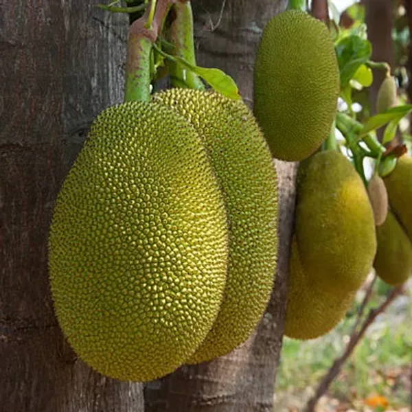 Green_Vietnam_Super_Early_Jackfruit_Grafted_Amp_Hybrid_Fruit_Plant