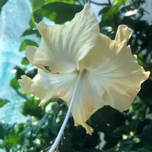 White_Miniature_Hibiscus_Flower_Plant