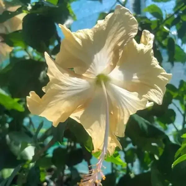 White_Miniature_Hibiscus_Flower_Plant