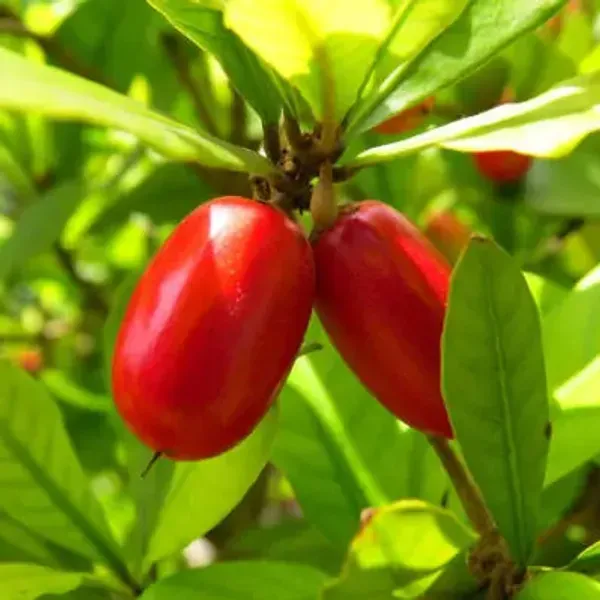 Red_Perfect_For_Adding_Beauty_Miracle_Fruit_Plant