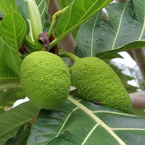 Green_Premium_Breadfruit_Plant