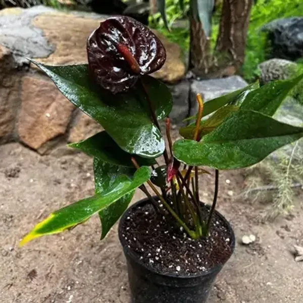 Dark_Red_Anthurium_Andreanum