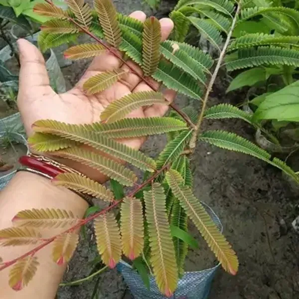 Multicolor_Red_Gooseberry_Amla_Grafted_Fruit_Plant