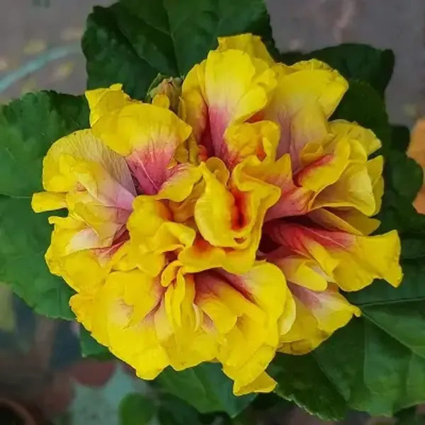 Yellow_Double_Petal_Variety_Grafted_Hibiscus_Flower_Plant