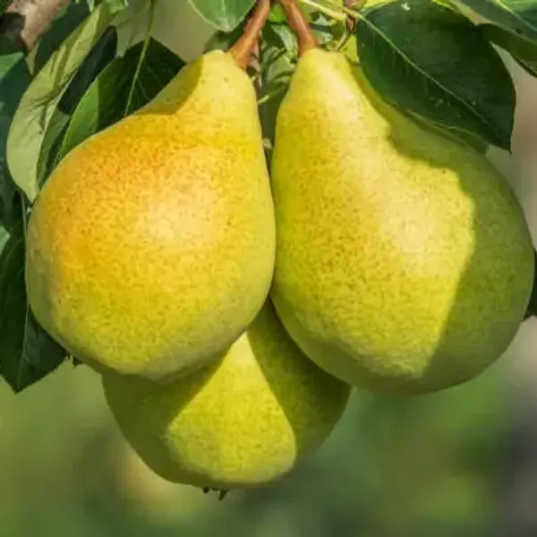 Green_Nashpati_Pear_Grafted_Amp_Hybrid_Fruit_Plant