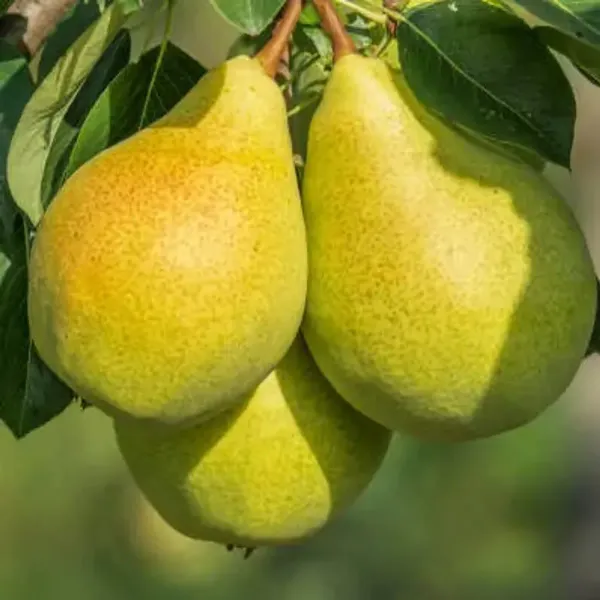 Green_Nashpati_Pear_Grafted_Amp_Hybrid_Fruit_Plant