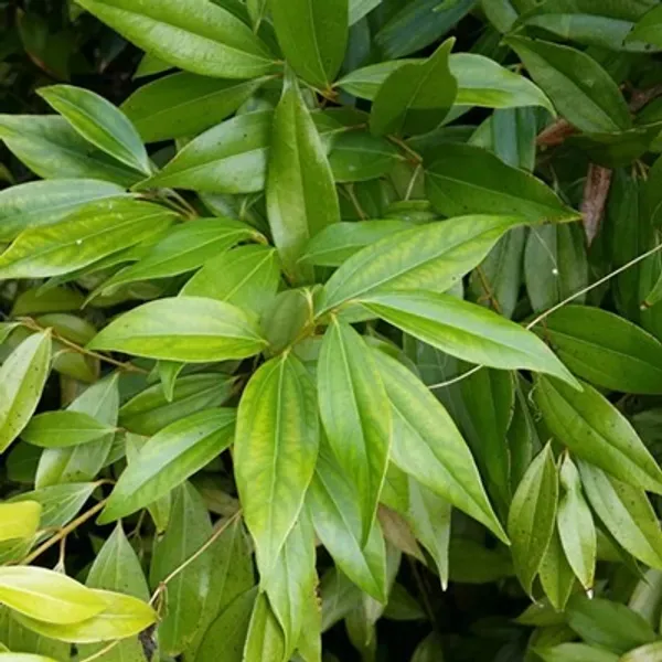 Green_Premium_Bay_Leaf_Plant