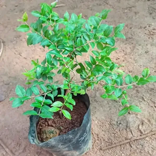 Red_Hybrid_Jaboticabas_Fruit_Plant
