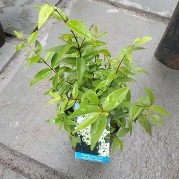 White_Castleberry_Fruit_Plant