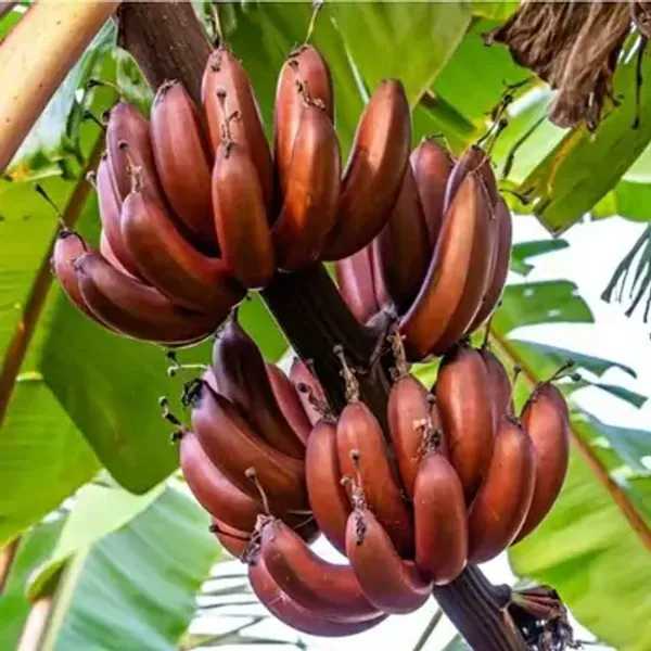 Red_Tissue_Cultures_Banana_Fruit_Plant