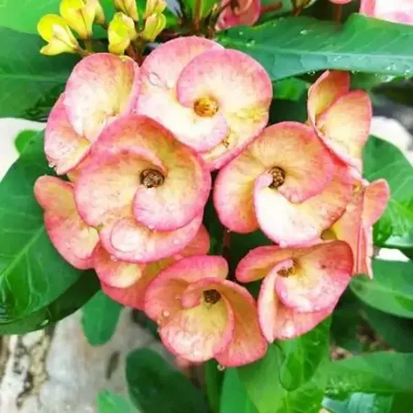Light_Pink_Euphorbia_Milii_Flower_Plant