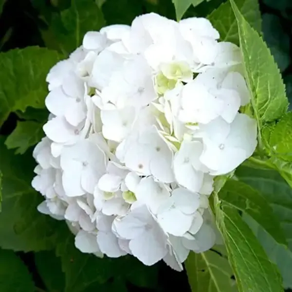 White_Hybrid_Hydrangea_Flower_Plants_White