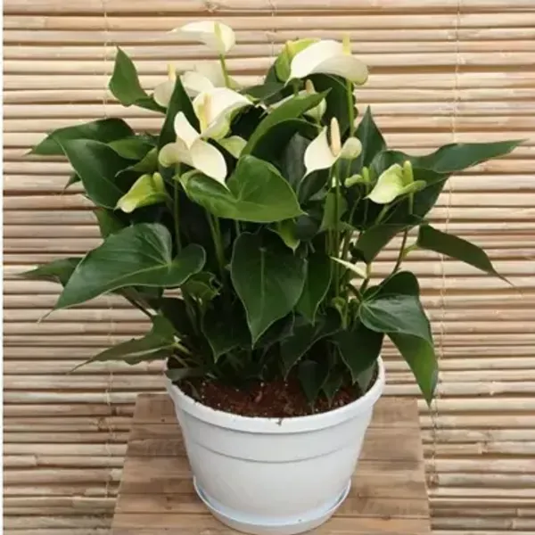 White_Anthurium_Andreanum