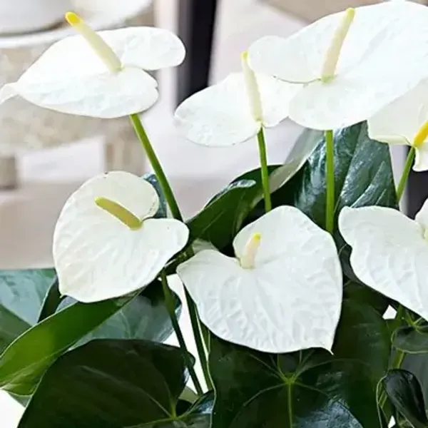 White_Anthurium_Andreanum