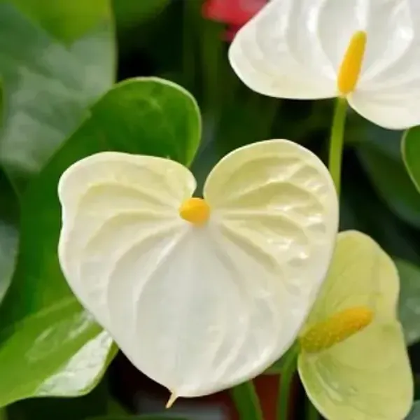 White_Anthurium_Andreanum