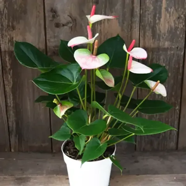 White_Anthurium_Andreanum_Bicolour