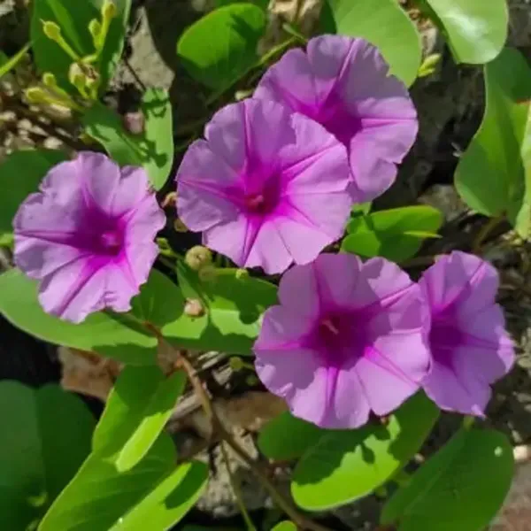 Light_Purple_Morning_Glory_Flower_Plant