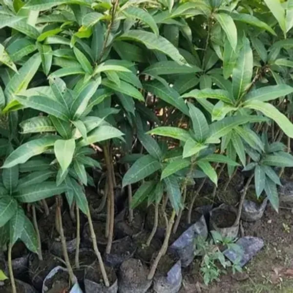 Yellow_Gouromati_Mango_Grafting_Plant