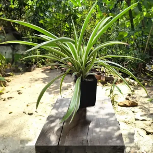 Green_Premium_Perfect_For_Adding_Beauty_Spider_Plant