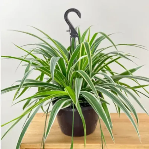 Green_Premium_Perfect_For_Adding_Beauty_Spider_Plant