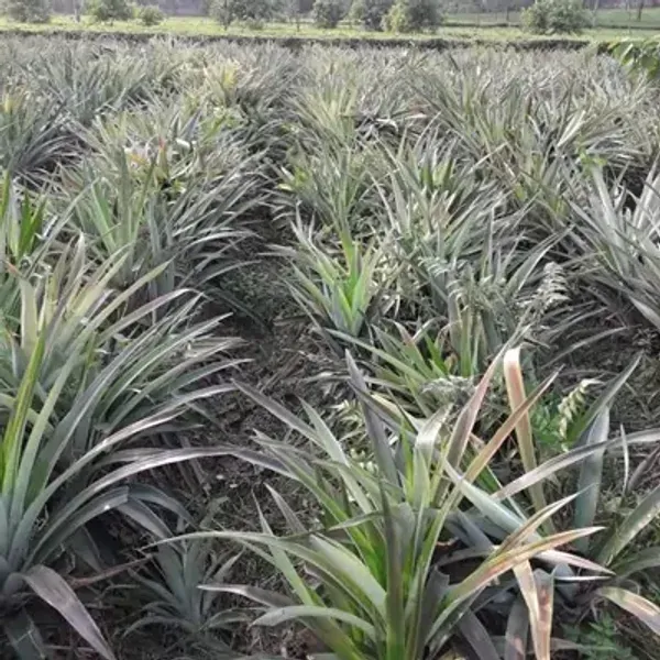 Yellow_Thai_Variety_Pineapple_Fruit_Plant