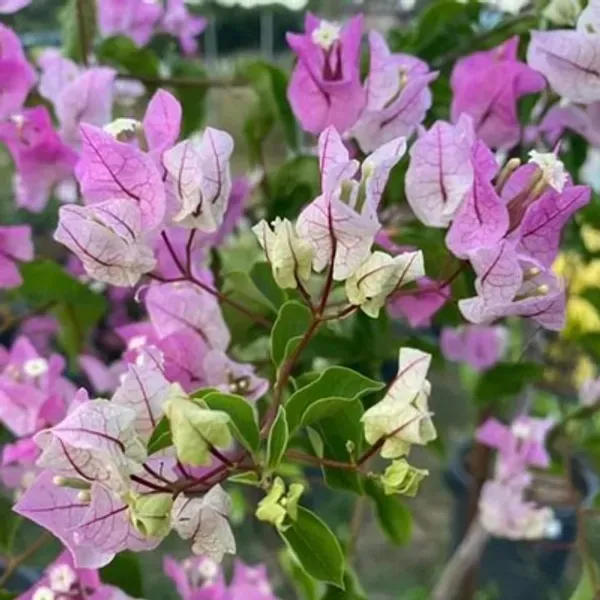 Purple_Chili_Ice_Cream_Bougainvillea_Flower_Plant