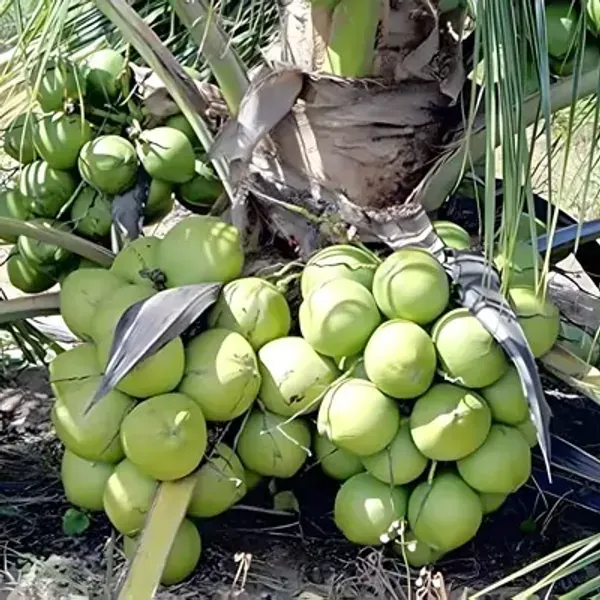 Green_Vietnam_Hybrid_Coconut_Fruit_Plant
