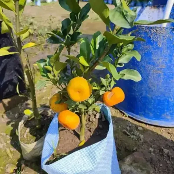 Orange_Pell_Sweet_Grafted_Lemon_Fruit_Plant