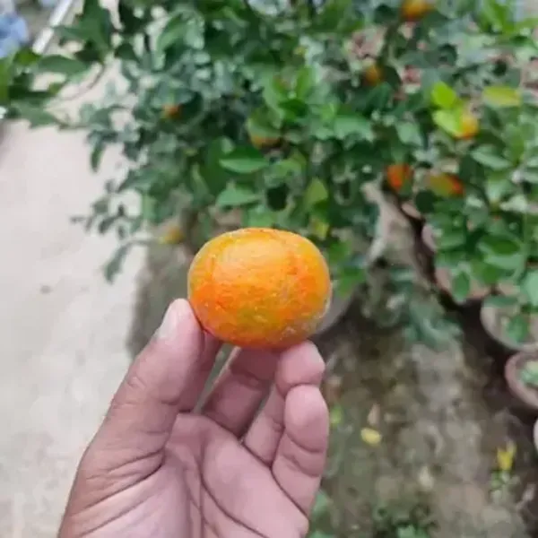 Orange_Pell_Sweet_Grafted_Lemon_Fruit_Plant