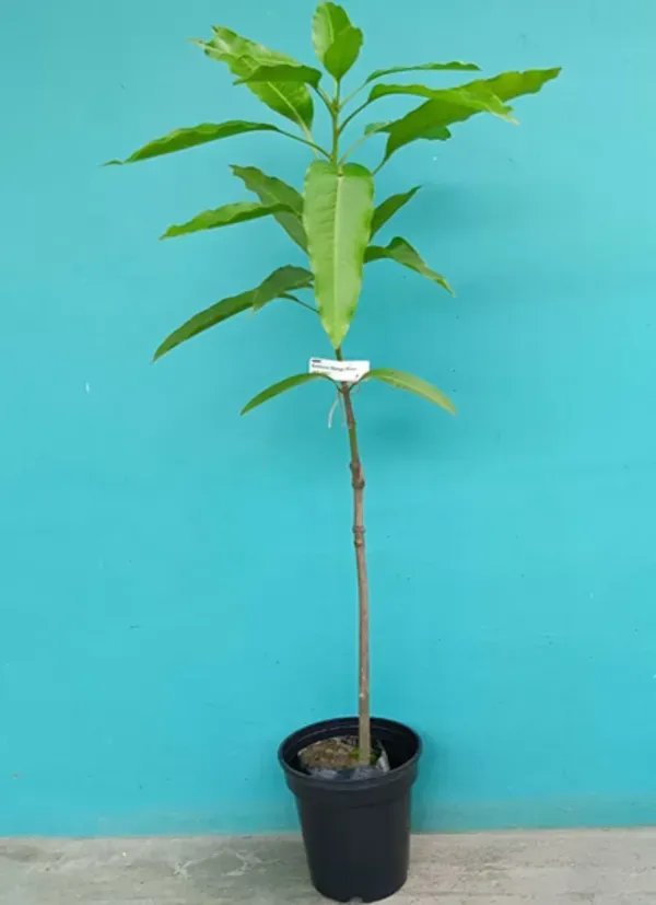 Yellow_Katimon_Mango_Grafted_Plants