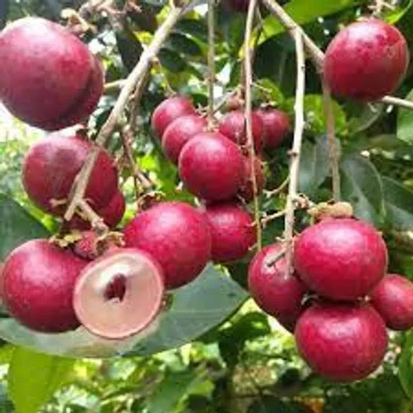 Red_Rubi_Longan_Fruit_Plant